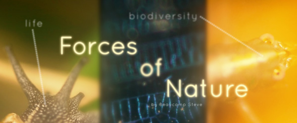 forces_of_nature_1