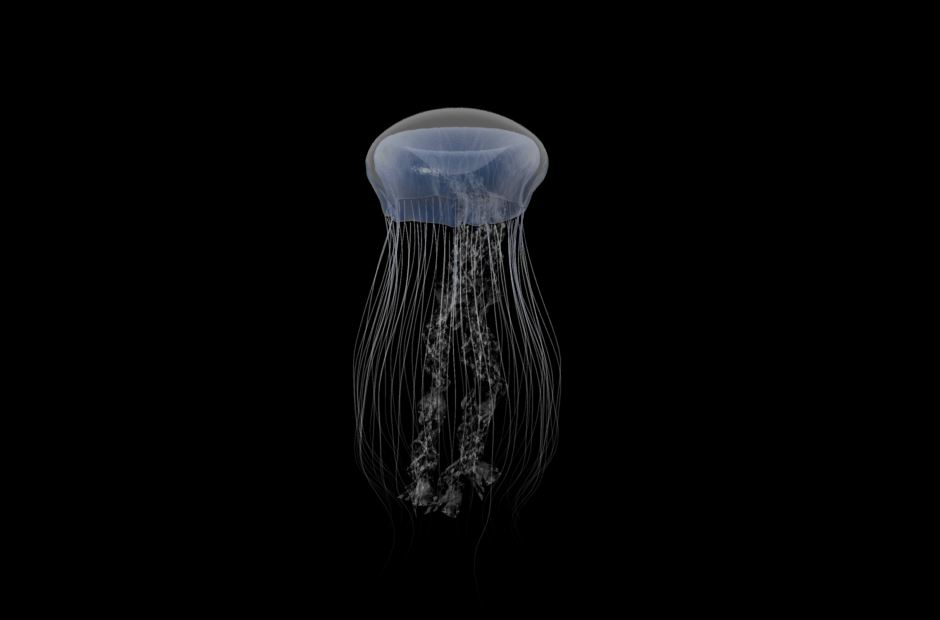 Jellyfish